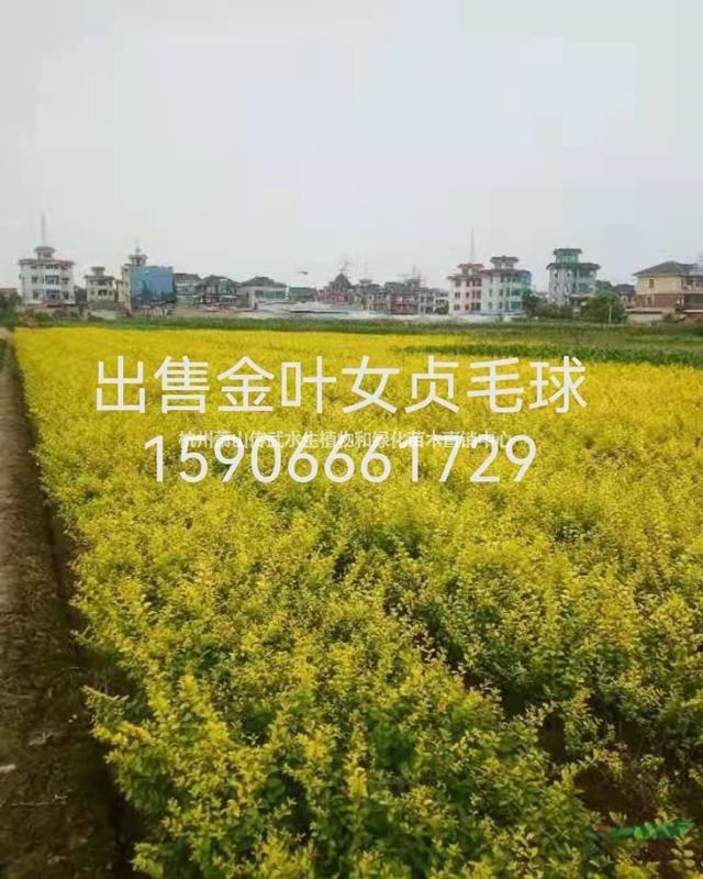 杭州萧山大量供应红叶石楠，金森女贞，金叶女贞，价格优惠欢迎订购