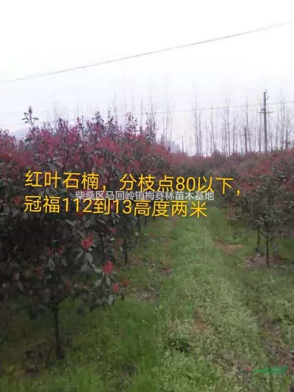 江西九江红叶石楠分支点80以下，高度2米价格优惠