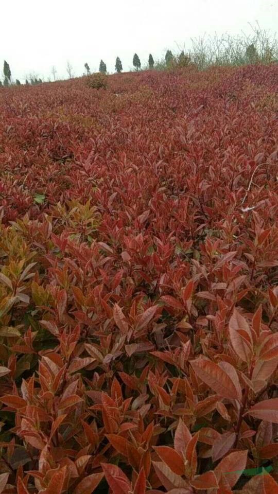 红叶石楠苗，山西红叶石楠价格便宜买红叶石楠带有山西优质的红叶