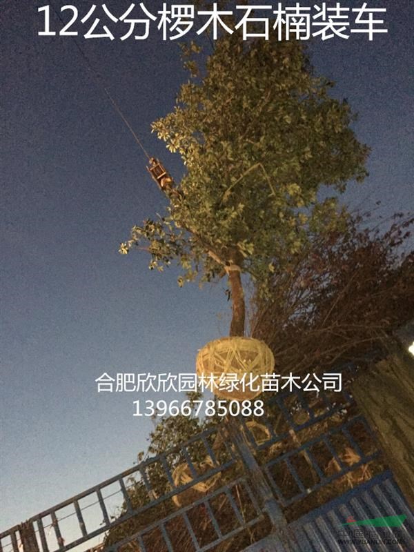 安徽丛生椤木石楠、合肥单杆椤木石楠最新报价、椤木石楠图片