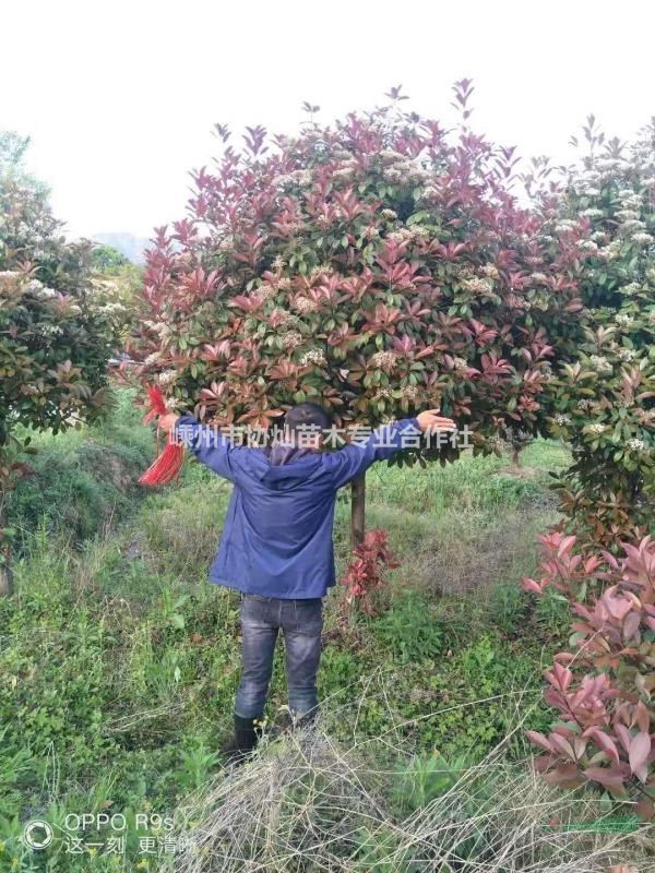供应红叶石楠树6-15公分冠幅1.5-4.5米