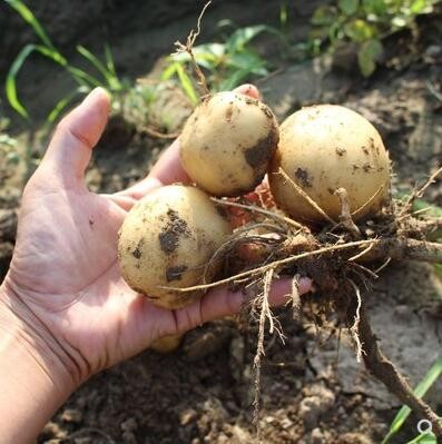 农家自种土豆新鲜10斤蔬菜现挖黄心新土豆红皮马铃薯洋芋
