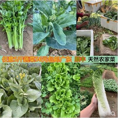 农家特产新鲜农家菜食用混搭套餐绿色青菜原生态无公害5斤