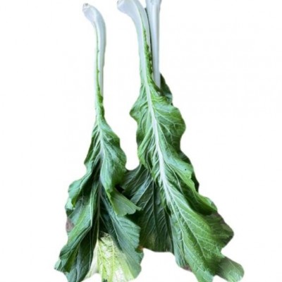 新鲜白菜梗大白菜迟菜心梗绿色农家菜1斤天然种植油菜晒菜干特价