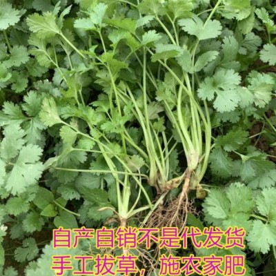 新鲜香菜250g芫荽乌苏芫茜小时令青菜火锅配菜农家菜自种绿色天然