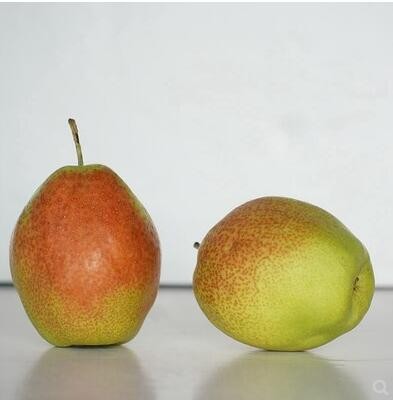 新疆库尔勒香梨5斤脆甜小香梨子现摘当季孕妇新鲜水果整箱