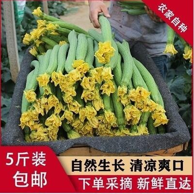寿光丝瓜绿皮丝瓜农家丝瓜新鲜蔬菜3斤5斤