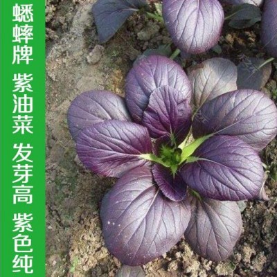 紫油菜种子大全春季蔬菜紫油菜种籽秋冬季四季鸡毛菜孑小白菜种籽