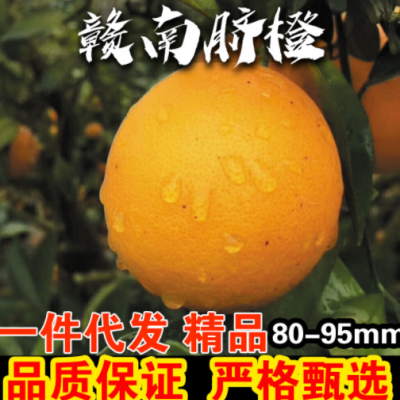 定制江西赣南脐橙一件代发批发 新鲜水果当季应季橙子赣州10斤5斤