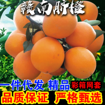 加工定制江西赣南脐橙 橙子赣州10斤5一件代发批发 应季新鲜水果