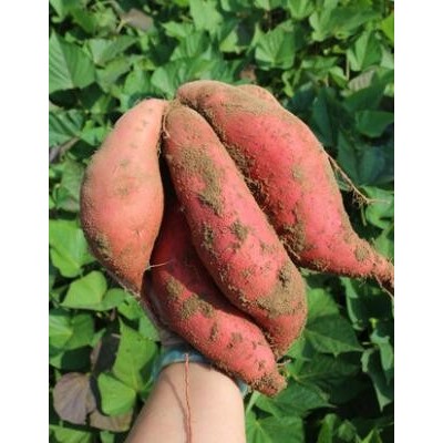 密农人家 沙地甜蜜薯红瓤蜜薯糖心红薯地瓜新鲜红薯农家自种 5斤