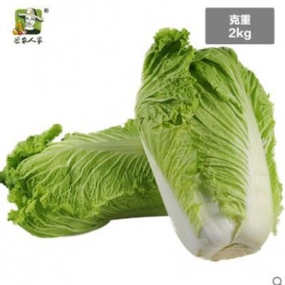 两份包邮 密云老北京大白菜 新鲜白菜 清脆爽口 农家自种 2kg蔬菜