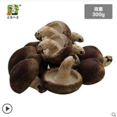 密农人家 新鲜香菇 蘑菇 自然生长 非香菇干现摘发货300g新鲜蔬菜