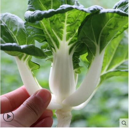 密云 新鲜奶白菜 鲜嫩 密云生态种植农家肥 新鲜蔬菜300g