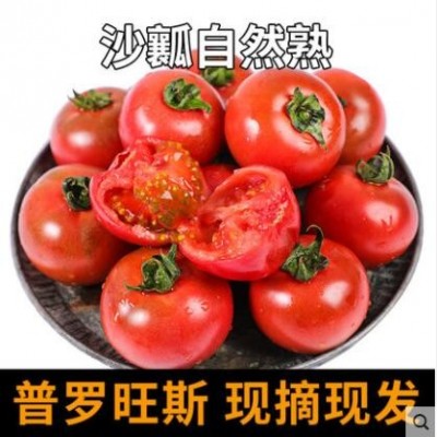 西红柿新鲜自然熟番茄生吃沙瓤老品种草莓水果柿子普罗旺斯批发