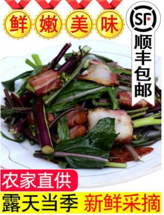 农家自种红菜苔新鲜青菜湖北武汉洪山紫菜薹当季蔬菜