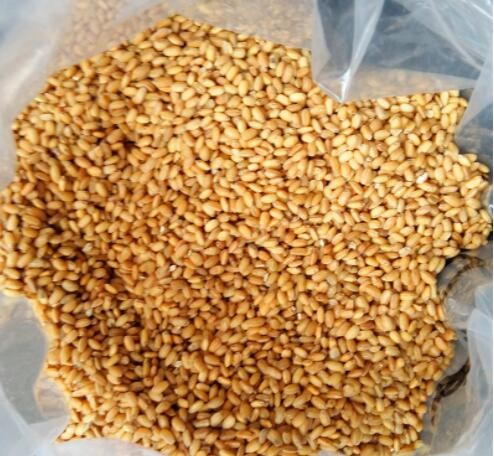 批发熟糙米低温烘焙糙米 现磨豆浆用料磨五谷杂粮粉原料散装糙米