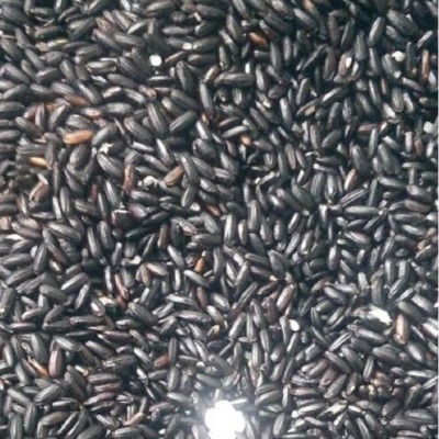 厂家低温烘焙熟黑米 五谷杂粮磨粉原料 现磨豆浆