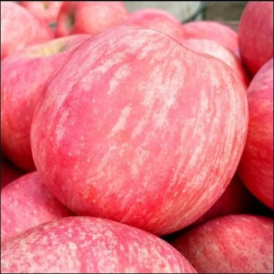 烟台栖霞85大苹果5斤装 脆甜霜降苹果 源头直发代发烟台水果苹果