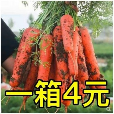新鲜现挖胡萝卜水果萝卜甜脆现发生吃红心罗卜农家蔬菜5斤 带泥10