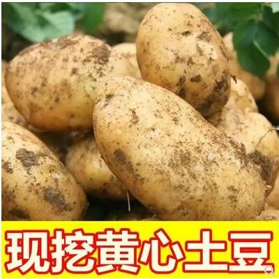 新鲜黄心土豆新挖大土豆10斤东北农家黄心马铃薯软糯香甜沙面土豆