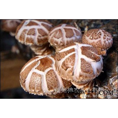 供应神农蘑菇--香菇