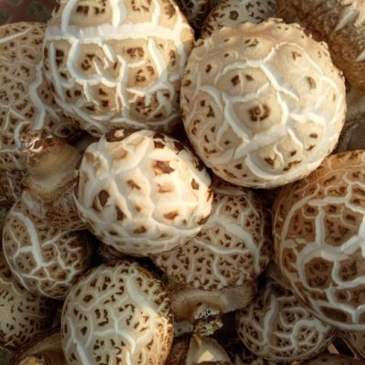 花菇姐姐农业发展有限公司经营各种干鲜香菇，花菇。