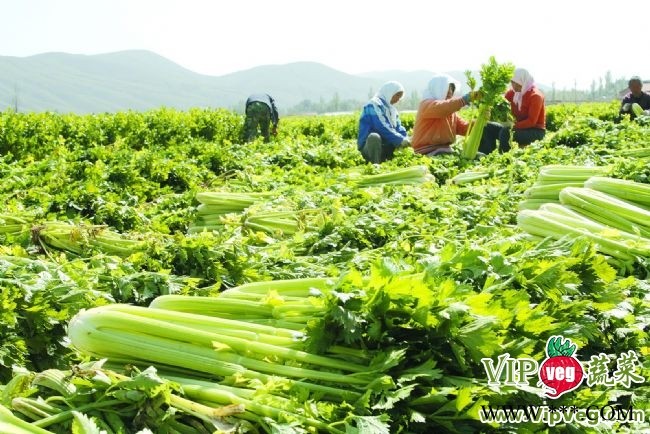 山东潍坊寿光_供应大量西芹—优质蔬菜
