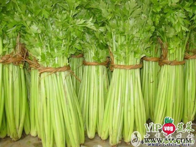 河北邯郸永年_供应优质---芹菜