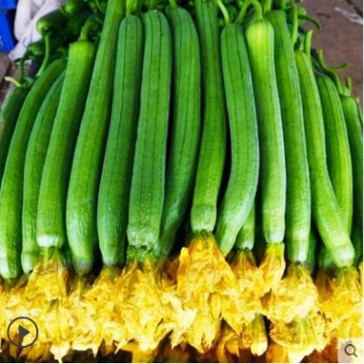 丝瓜新鲜5斤绿瓜山东寿光蔬菜鲜嫩绿皮丝瓜农家自种青瓜批发