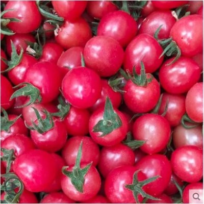 圣女果西红柿小番茄新鲜水果千禧樱桃柿子生吃自然熟蔬菜包邮5斤