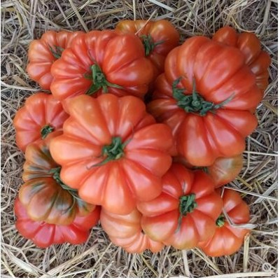 自然熟沙瓤马蹄西红柿子潮汕高山番茄新鲜现摘露天农家自种老品种