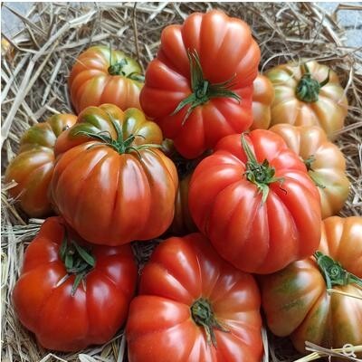 现摘自然熟潮汕马蹄番茄新鲜老品种西红柿子生吃应季水果孕妇蔬菜