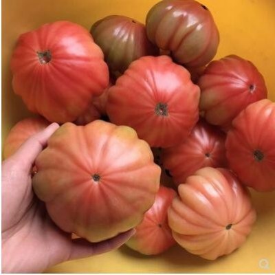 3斤潮汕高山马蹄大番茄新鲜现摘农家自种生吃沙瓤西红柿孕妇水果