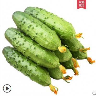 新鲜小黄瓜青瓜 东北旱黄瓜农家沙拉蔬菜生吃水果荷兰海阳白玉5斤