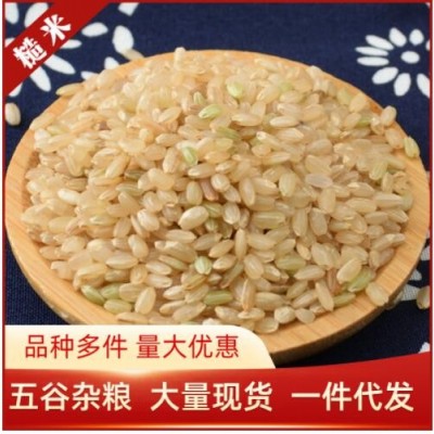 糙米粗粮 糙大米黄糙米 玄米胚芽米粳米500g五谷杂粮批发