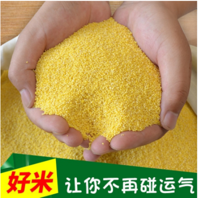 美农邦黄小米新米5斤农家自产吃的脂米小米粥小黄米五谷杂粮代发