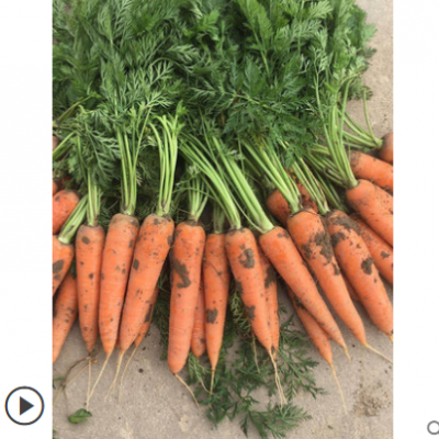 湖北新鲜蔬菜农家自种现挖带泥水果胡萝卜新鲜 现挖红萝卜10斤