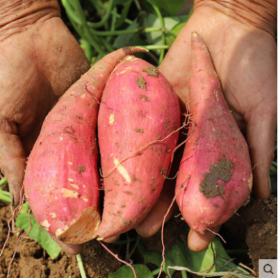 湖北恩施土特产农家自种高山红心老品种红薯新鲜5斤