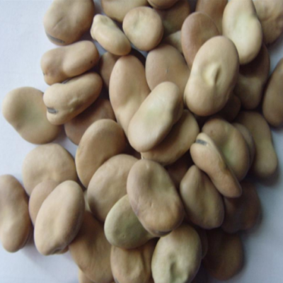 供应出口级蚕豆、出口日本标准蚕豆、12.5以上蚕豆、张家口蚕豆