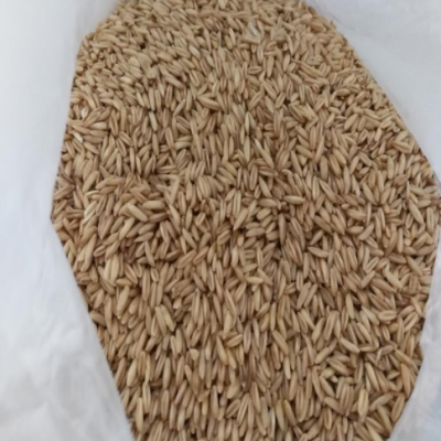 批发高原五谷杂粮裸燕麦米、裸燕麦粒、25公斤工业包装坝莜燕麦米