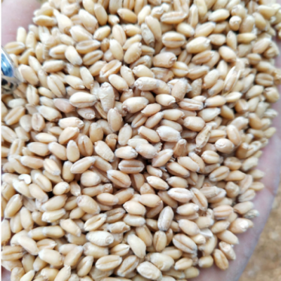 现货供应小麦 五谷杂粮白麦子新麦子 农家饲料小麦粒 带皮小麦