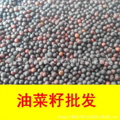 油菜籽批发 大量供应江苏本地优质榨油菜籽