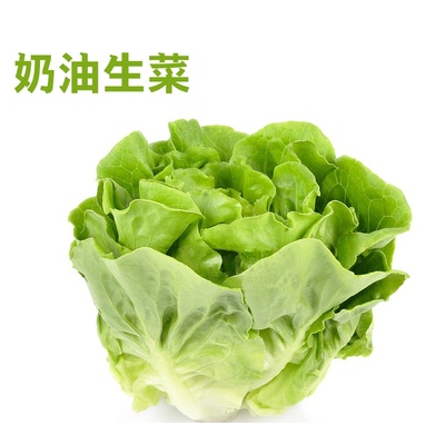新鲜奶油生菜沙拉蔬菜叶质脆嫩口感西餐沙拉蔬菜500g即食清洗生菜