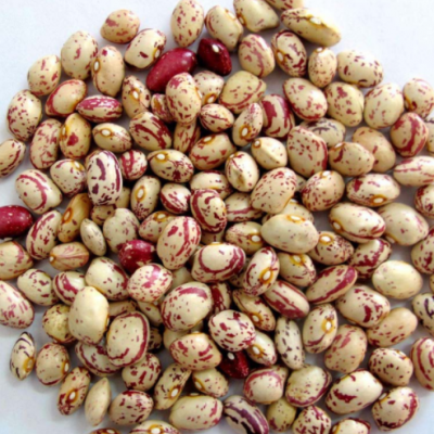 新疆圆奶花芸豆手选出口标准新疆圆奶花芸豆