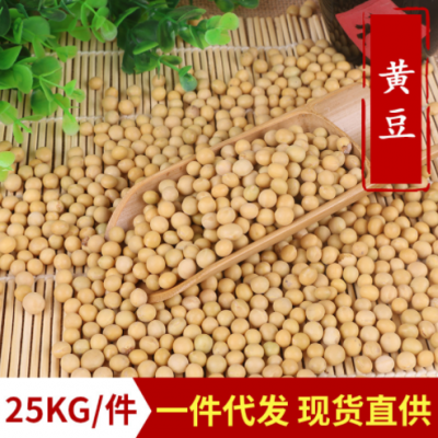 厂家直销东北大粒黄豆 豆浆豆腐豆制品黄豆原料一件代发