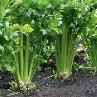 广州有机标准种植西芹5斤 新鲜现摘无农药脆嫩可生榨汁西洋芹蔬菜