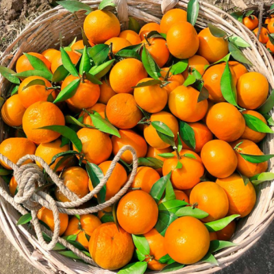沃柑10斤新鲜水果时令应当季整箱正宗云南一级柑橘桔子