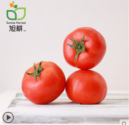 旭耕 有机大番茄5斤装大西红柿沙瓤酸甜新鲜蔬菜产地